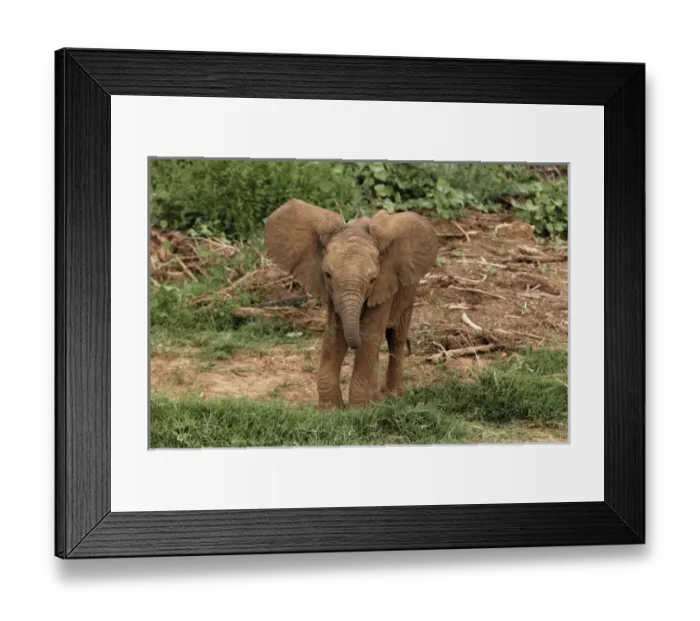 Framed Print : Baby Africa elephant, Samburu National Game Reserve, Kenya; Africa Framed Print : Baby Africa elephant, Samburu National Game Reserve, Kenya; Africa