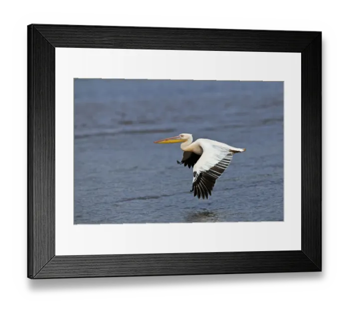Framed Print : White Pelican in flight, Lake Nakuru National Park, Kenya, Africa