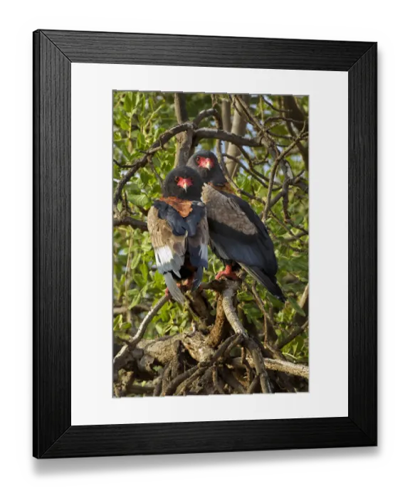 Framed Print : Pair of Bateleur Eagles, Samburu National Game Reserve, Kenya, Africa Framed Print : Pair of Bateleur Eagles, Samburu National Game Reserve, Kenya, Africa