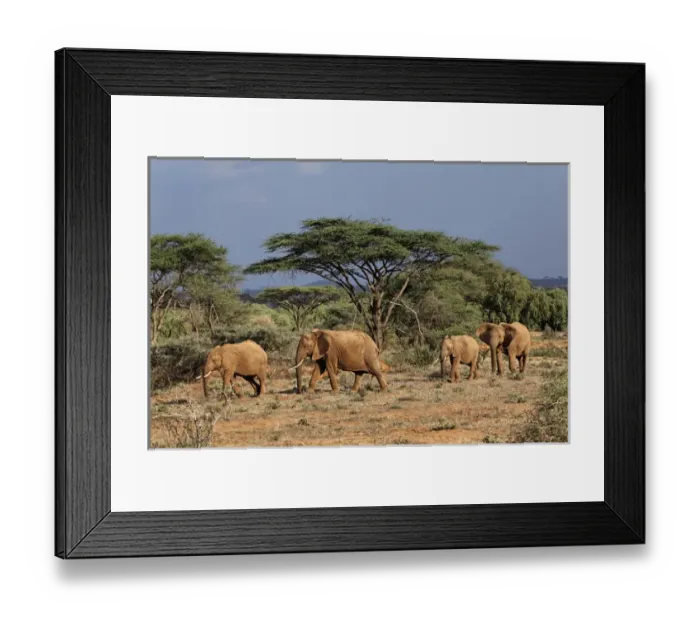 Framed Print : Family of Africa elephants, Samburu National Game Reserve, Kenya; Africa Framed Print : Family of Africa elephants, Samburu National Game Reserve, Kenya; Africa