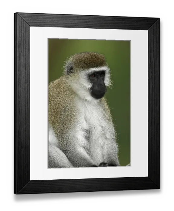 Framed Print : Black-faced Vervet Monkey, Lake Nakuru National Park, Kenya, Africa Framed Print : Black-faced Vervet Monkey, Lake Nakuru National Park, Kenya, Africa