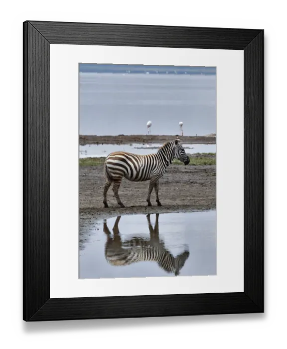 Framed Print : Burchells Zebra and reflection, Lake Nakuru National Park, Kenya, Africa