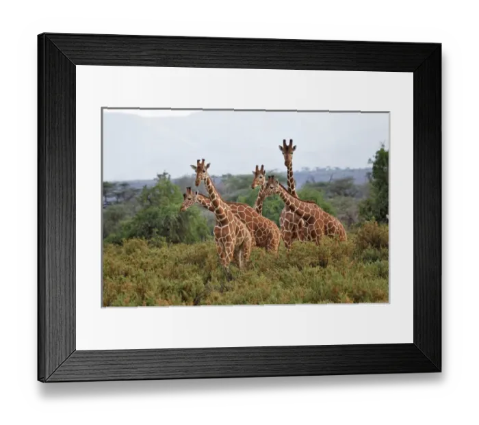 Framed Print : Reticulated Giraffes, Samburu National Game Reserve, Kenya, Africa