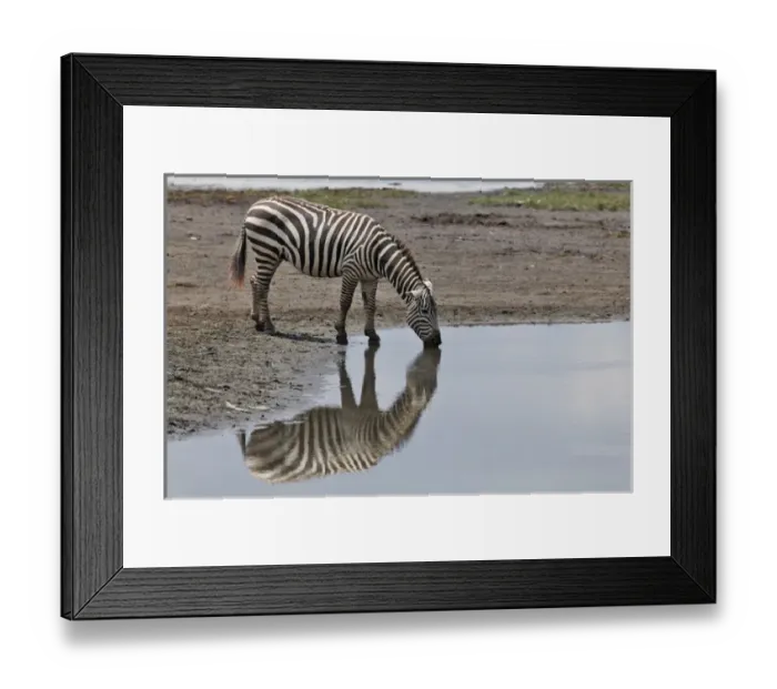 Framed Print : Burchells Zebra and reflection, Lake Nakuru National Park, Kenya, Africa