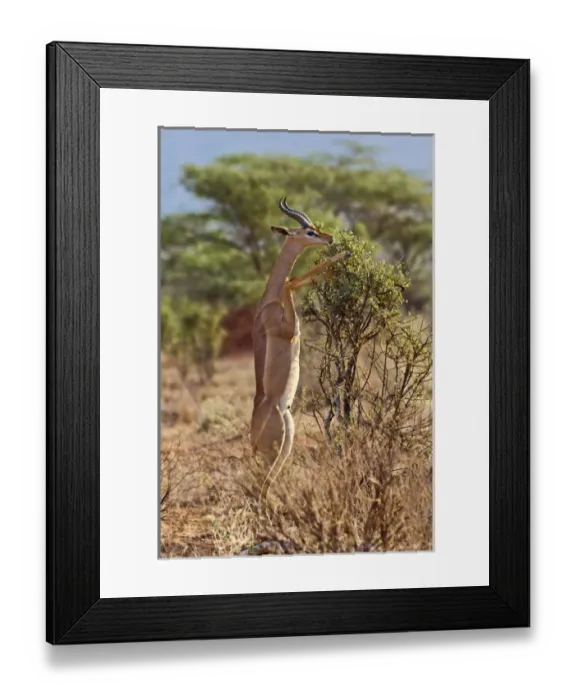 Framed Print : Gerenuk standing on hind legs browsing, Samburu National Game Reserve, Kenya; Africa