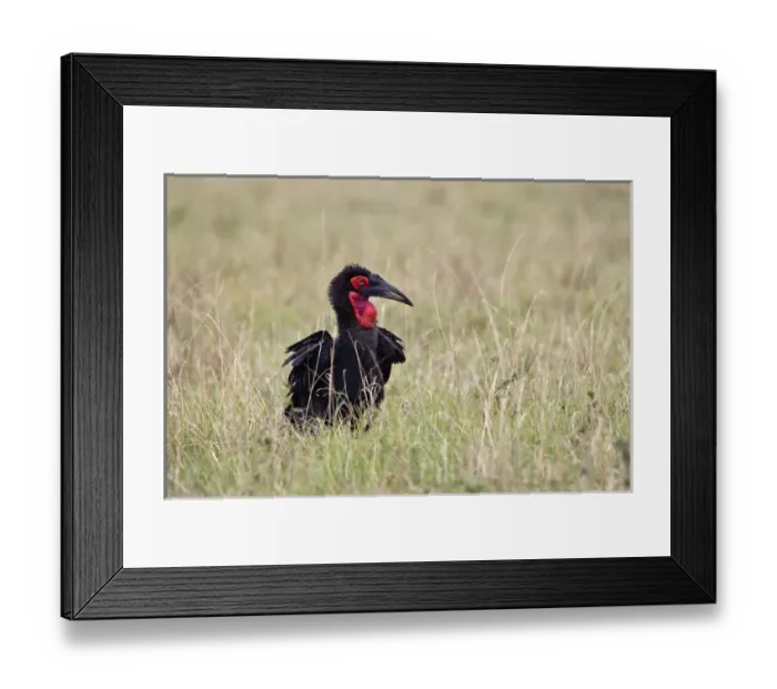 Framed Print : Southern Ground Hornbill or cafer (Bucorvus leadbeateri), Masai Mara, Kenya, Africa Framed Print : Southern Ground Hornbill or cafer (Bucorvus leadbeateri), Masai Mara, Kenya, Africa
