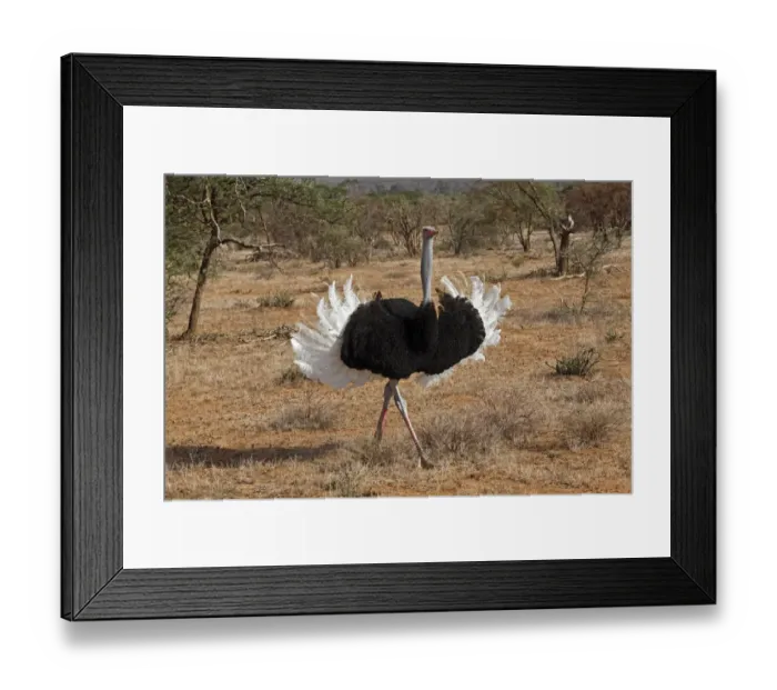 Framed Print : Male Ostrich displaying during mating ritual, Samburu National Game Reserve, Kenya Framed Print : Male Ostrich displaying during mating ritual, Samburu National Game Reserve, Kenya