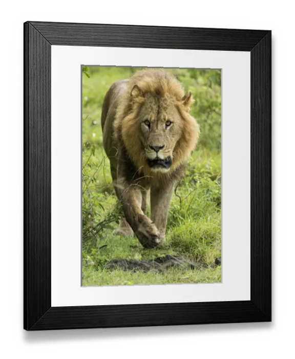 Framed Print : Large adult male Lion walking toward camera, Lake Nakuru National Park, Kenya, Africa Framed Print : Large adult male Lion walking toward camera, Lake Nakuru National Park, Kenya, Africa