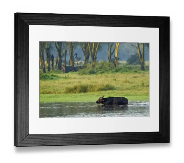 Framed Print : Buffalo crossing flooded area of Lake Nakuru, Lake Nakuru National Park, Kenya
