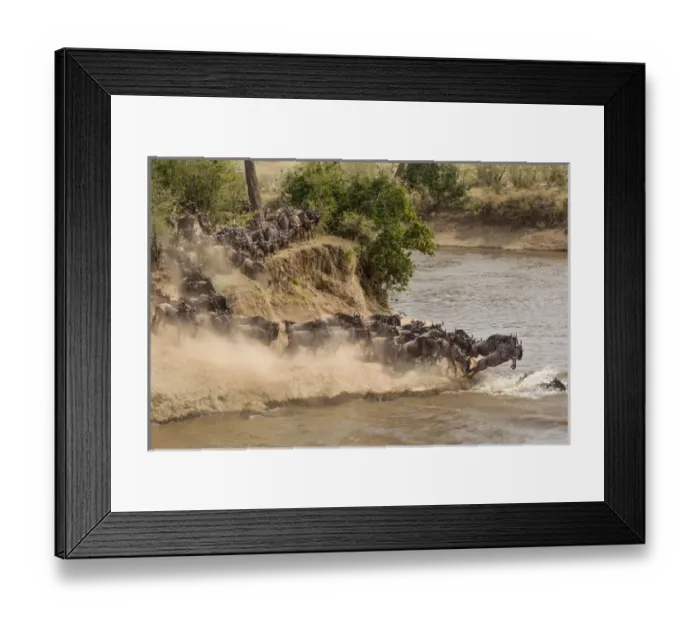 Framed Print : Wildebeest or gnu herd crossing Mara River in late summer, Masai Mara, Kenya, Africa Framed Print : Wildebeest or gnu herd crossing Mara River in late summer, Masai Mara, Kenya, Africa