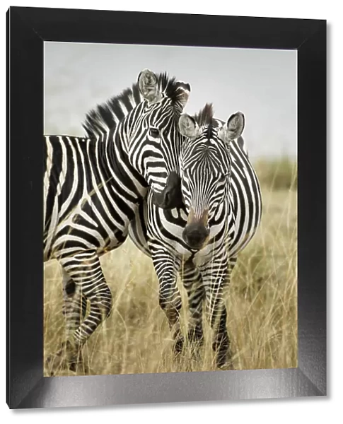 Pair of Burchellas Zebras nuzzling up to each other, Masai Mara, Kenya, Africa, Equus