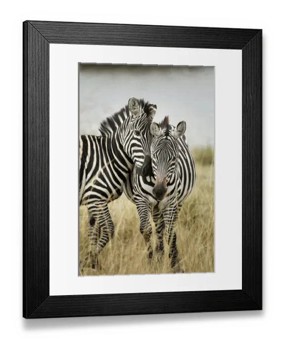 Framed Print : Pair of Burchellas Zebras nuzzling up to each other, Masai Mara, Kenya, Africa, Equus Framed Print : Pair of Burchellas Zebras nuzzling up to each other, Masai Mara, Kenya, Africa, Equus