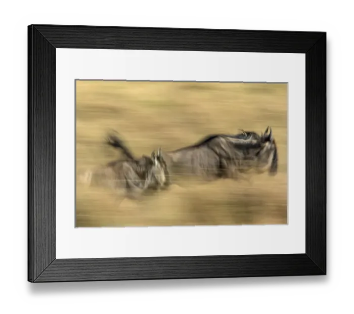 Framed Print : Pair of running Wildebeests in motion with slow exposure effect, Masai Mara, Kenya Framed Print : Pair of running Wildebeests in motion with slow exposure effect, Masai Mara, Kenya
