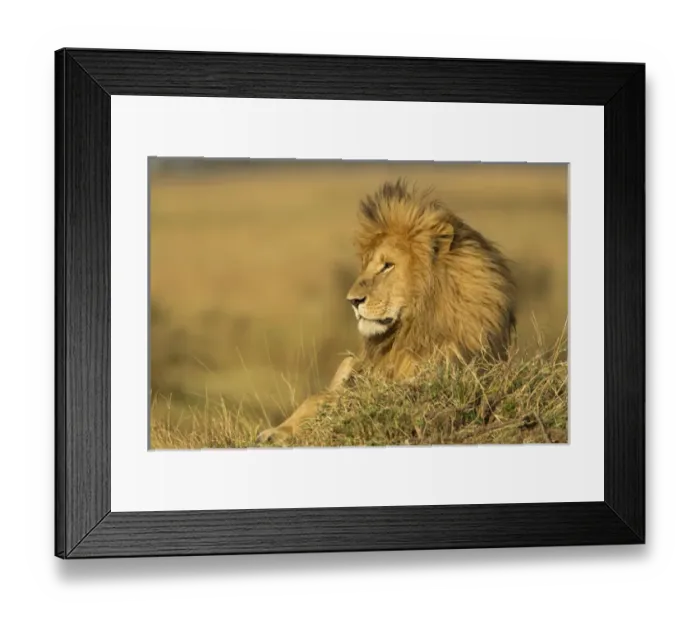 Framed Print : Adult male lion resting on termite mound, Masai Mara, Kenya, Africa, Panthera leo