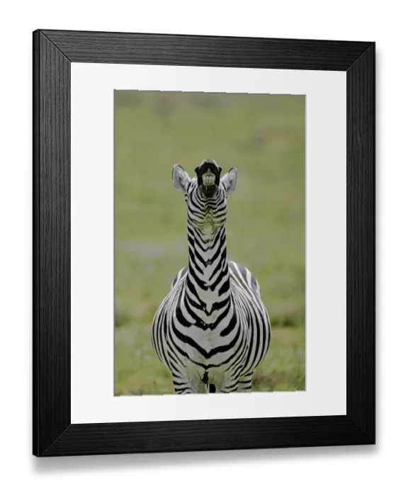 Framed Print : Africa, Kenya. Male Burchells zebra exhibits flehmen display to sense females Framed Print : Africa, Kenya. Male Burchells zebra exhibits flehmen display to sense females