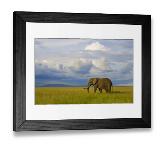 Framed Print : Masai Mara National Park Kenya Africa sunset with huge male elephant in sunset with Framed Print : Masai Mara National Park Kenya Africa sunset with huge male elephant in sunset with