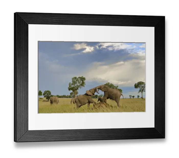Framed Print : Masai Mara National Park Kenya Africa sunset with young male elephants play fighting