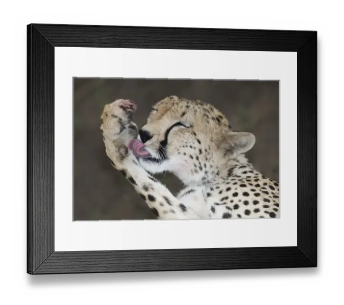 Framed Print : Africa, Kenya, Masai Mara. Detail of adult cheetah licking blood off paw after a kill Framed Print : Africa, Kenya, Masai Mara. Detail of adult cheetah licking blood off paw after a kill