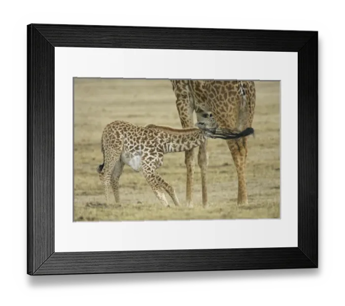 Framed Print : Africa, Kenya, Lake Naivasha. Young giraffe nursing
