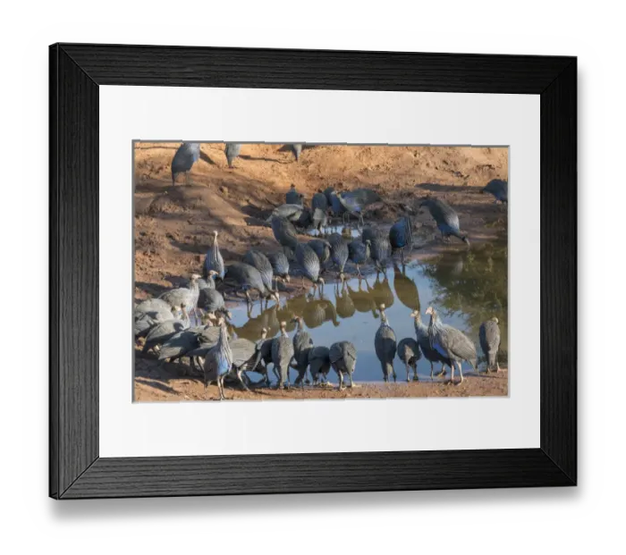 Framed Print : Africa, Kenya, Samburu National Reserve. The vulturine guineafowl (Acryllium vulturinum)
