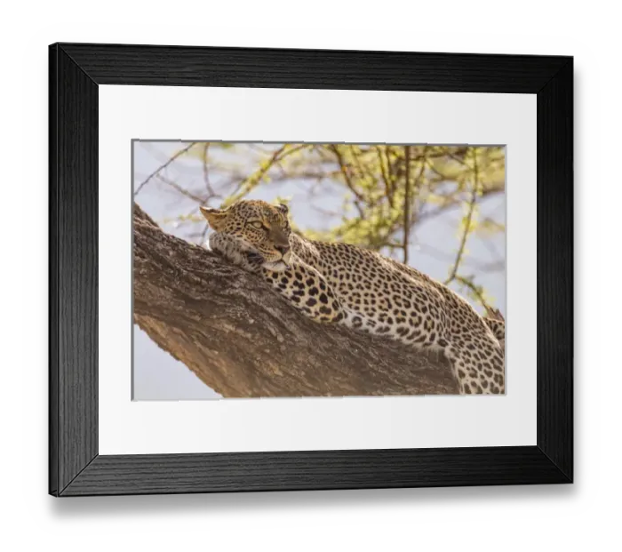 Framed Print : Africa, Kenya, Samburu National Reserve. African Leopard (Panthera pardus pardus) in tree
