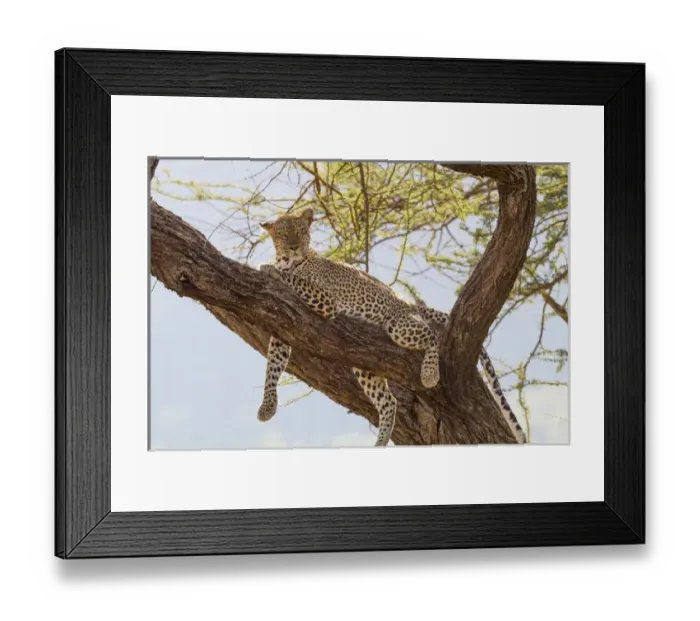 Framed Print : Africa, Kenya, Samburu National Reserve. African Leopard (Panthera pardus pardus) in tree Framed Print : Africa, Kenya, Samburu National Reserve. African Leopard (Panthera pardus pardus) in tree