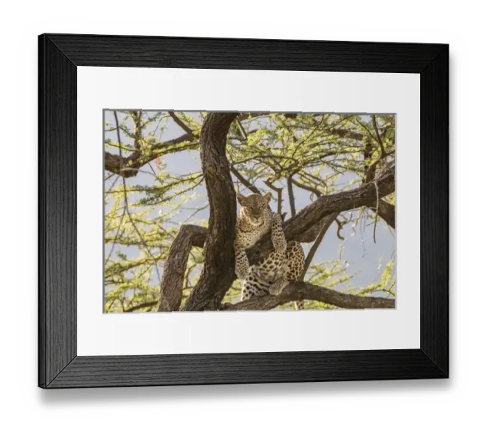 Framed Print : Africa, Kenya, Samburu National Reserve. African Leopard (Panthera pardus pardus) in tree