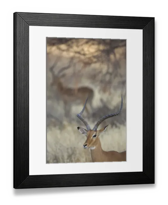 Framed Print : Africa, Kenya, Samburu National Reserve. Two impalas amid grass and trees. Credit as Framed Print : Africa, Kenya, Samburu National Reserve. Two impalas amid grass and trees. Credit as