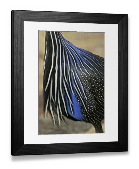 Framed Print : Africa, Kenya, Samburu National Reserve. Detail of vulturine guineafowl breast feathers