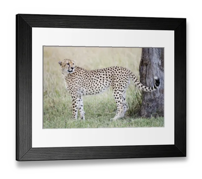Framed Print : Africa, Kenya, Masai Mara. Adult male cheetah pauses by tree Framed Print : Africa, Kenya, Masai Mara. Adult male cheetah pauses by tree
