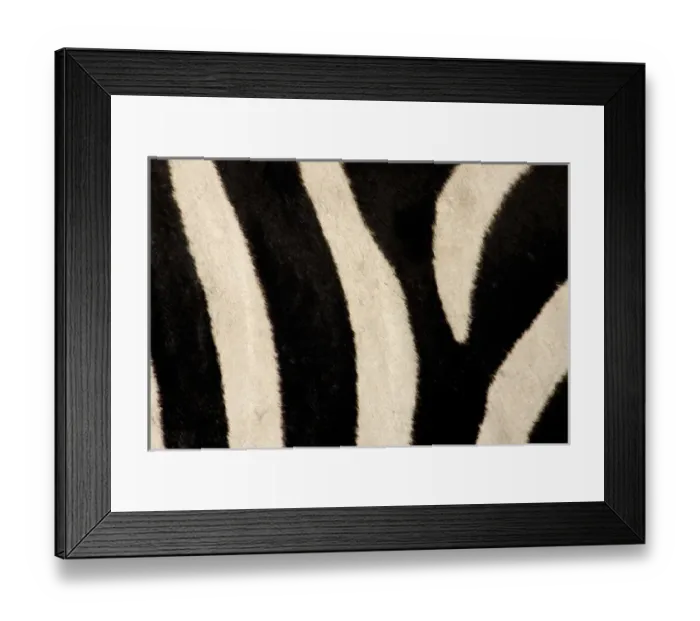 Framed Print : Kenya, Masai Mara. Close-up of common zebras pattern of stripes Framed Print : Kenya, Masai Mara. Close-up of common zebras pattern of stripes