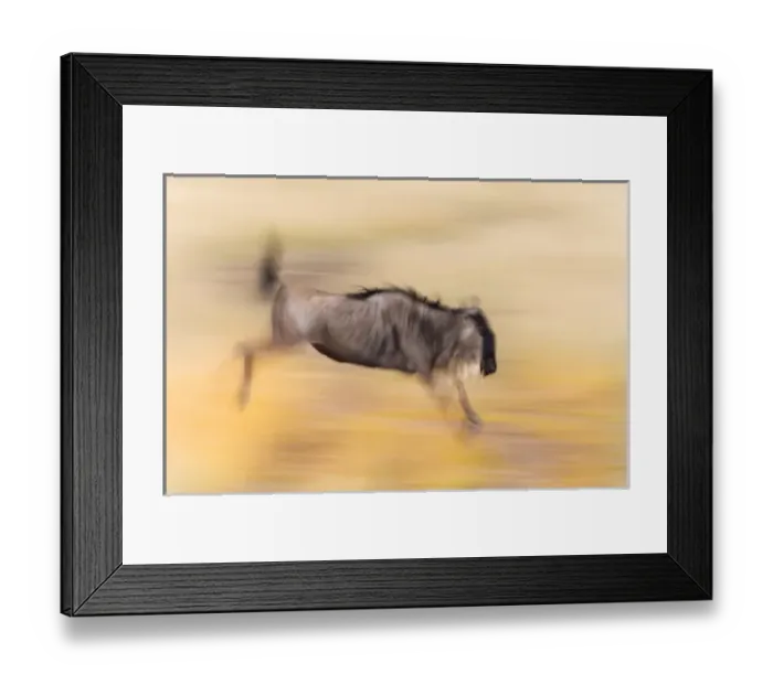 Framed Print : Africa, Kenya, Masai Mara National Wildlife Reserve. Abstract blur of jumping wildebeest Framed Print : Africa, Kenya, Masai Mara National Wildlife Reserve. Abstract blur of jumping wildebeest
