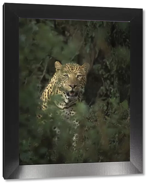 Africa, Kenya, Lake Nakuru National Park. A male leopard framed by bushes. Credit as