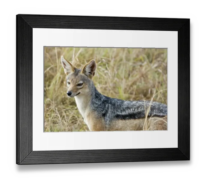Framed Print : Africa, Kenya, Masai Mara. Black-backed jackal close-up Framed Print : Africa, Kenya, Masai Mara. Black-backed jackal close-up