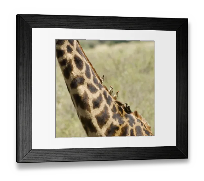 Framed Print : Africa, Kenya, Masai Mara. Close-up of giraffe neck with oxpecker birds. Credit as Framed Print : Africa, Kenya, Masai Mara. Close-up of giraffe neck with oxpecker birds. Credit as