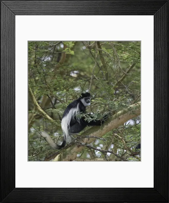 Framed Print : Africa, Kenya, Lake Nakuru National Park Framed Print : Africa, Kenya, Lake Nakuru National Park