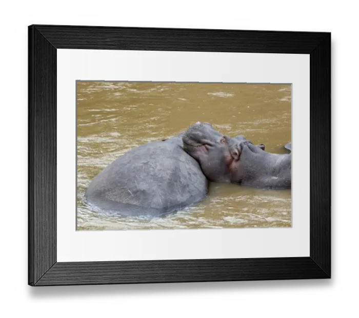 Framed Print : Africa, Kenya, Masai Mara. Hippopotamus resting head on back on another hippo. Credit as Framed Print : Africa, Kenya, Masai Mara. Hippopotamus resting head on back on another hippo. Credit as