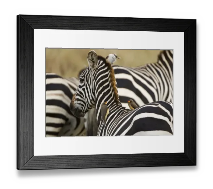 Framed Print : Africa, Kenya, Masai Mara. Common zebra with oxpecker birds on its back. Credit as Framed Print : Africa, Kenya, Masai Mara. Common zebra with oxpecker birds on its back. Credit as