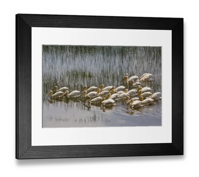 Framed Print : Africa, Kenya, Lake Nakuru National Park