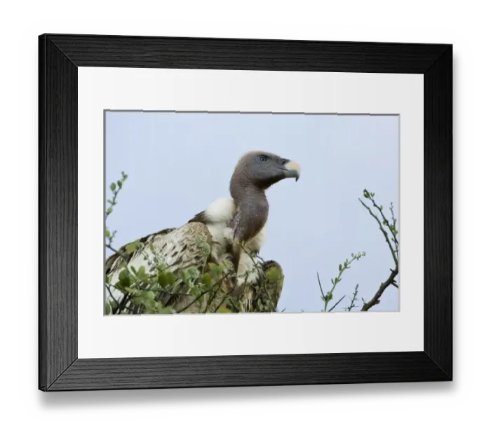 Framed Print : Africa, Kenya, Masai Mara. White-back vulture in a tree Framed Print : Africa, Kenya, Masai Mara. White-back vulture in a tree
