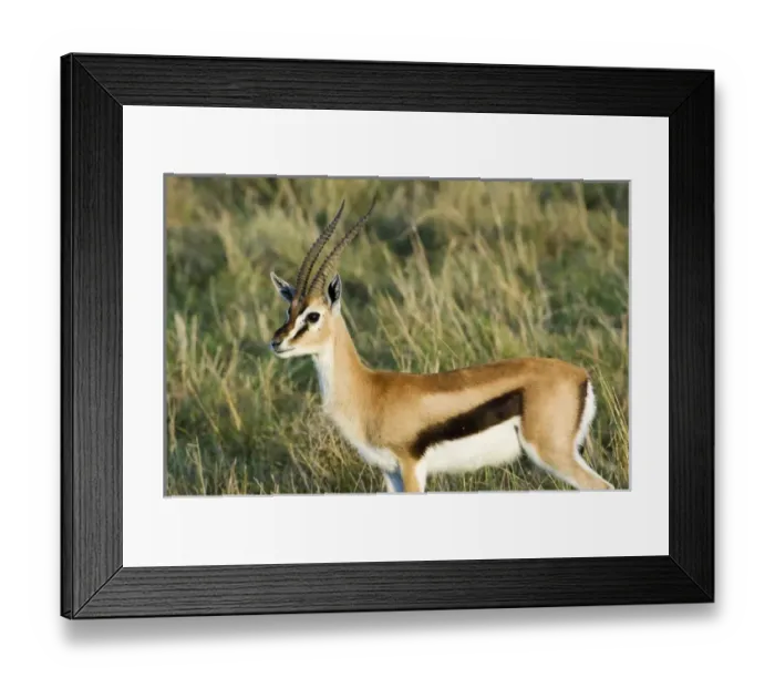 Framed Print : Africa, Kenya, Masai Mara. Close-up of male Thomsons gazelle Framed Print : Africa, Kenya, Masai Mara. Close-up of male Thomsons gazelle