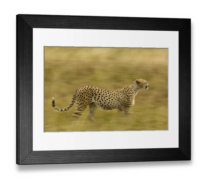 Framed Print : Africa, Kenya, Masai Mara. Motion blur of cheetah stalking prey Framed Print : Africa, Kenya, Masai Mara. Motion blur of cheetah stalking prey