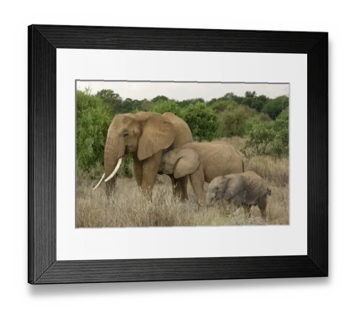 Framed Print : Africa, Kenya, Samburu National Reserve. Mother elephant with two babies. Credit as