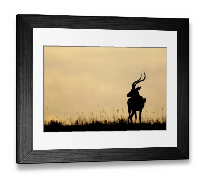 Framed Print : Africa, Kenya, Nakuru National Park. Silhouette of male impala with oxpecker bird on side Framed Print : Africa, Kenya, Nakuru National Park. Silhouette of male impala with oxpecker bird on side