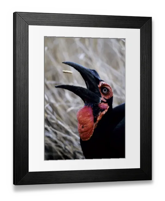 Framed Print : Africa, Kenya. Ground hornbill eats a morsel Framed Print : Africa, Kenya. Ground hornbill eats a morsel