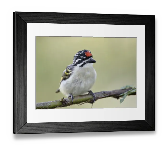 Framed Print : Africa, Kenya, Masai Mara National Wildlife Reserve, Keekorok Lodge Framed Print : Africa, Kenya, Masai Mara National Wildlife Reserve, Keekorok Lodge
