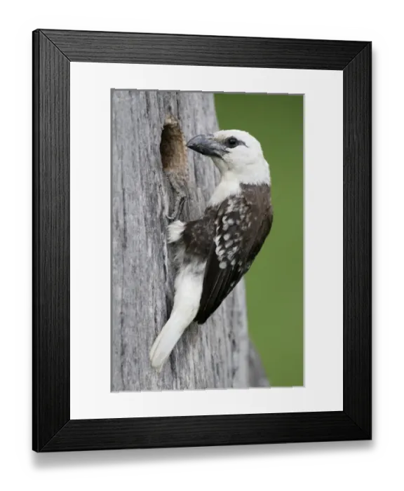 Framed Print : Africa, Kenya, Lake Naivasha. White-headed barbet at hole to nest in tree trunk. Credit as