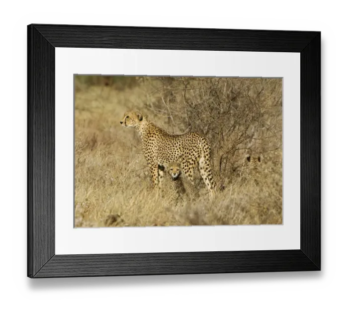 Framed Print : Africa, Kenya, Samburu National Reserve. Mother cheetah with two babies. Credit as