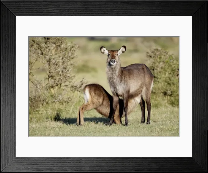 Framed Print : Africa, Kenya, Lake Naivasha. Defassa waterbuck mother nursing young Framed Print : Africa, Kenya, Lake Naivasha. Defassa waterbuck mother nursing young