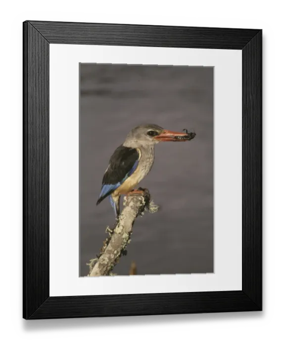 Framed Print : Africa, Kenya. Grey-hooded kingfisher on limb with insect in beak